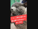 ニコニコ超会議までに5kg痩せるVtuber【あと59日】