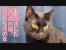 心を閉ざした心臓病の猫、生き延びた激動の年