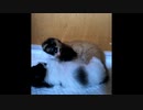 【ショート】生後18日目、初めて耳かきに成功した子猫