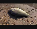 琵琶湖の水位低下で陸続きの奥の洲＠滋賀県長浜市20240212 楽天回線またはau回線 iPhoneSE2