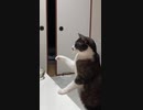 反抗する猫