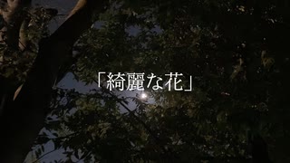 綺麗な花 / 夏色花梨