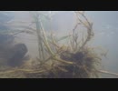 【1回目】GoPro HERO3+ Black Editionを水中に入れた