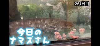 赤ちゃんなまず飼育日記 261日目