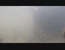 【4回目】GoPro HERO3+ Black Editionを水中に入れた