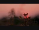 星の紡ぎと手向歌  / 初音ミク