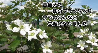 昔植えた一株のブラックベリーが今ではこんなに立派になりました