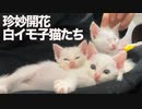 保護白イモ子猫たち、続々と珍妙が開花する