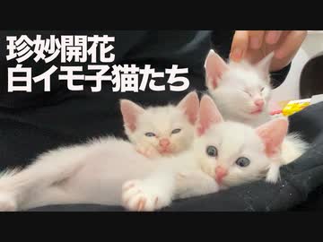 保護白イモ子猫たち、続々と珍妙が開花する