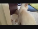 拾いねこ＠生後4225/150日目　お出迎えー。