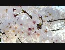 【卒業生が歌ってみた】旅立ちの日に / Ume(Cover)