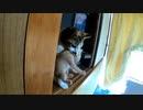 掃除機かけたら母猫が子猫を咥えて大波乱【我が家のハプニング集】