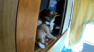 掃除機かけたら母猫が子猫を咥えて大波乱【我が家のハプニング集】