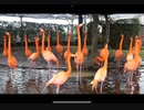 ベニイロフラミンゴの音MAD