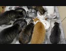 今週のおやつ（本隊）【蒼民家の猫々】