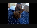 【ショート】母猫、子猫を咥えて移動