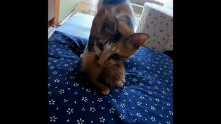 【ショート】母猫、子猫を咥えて移動