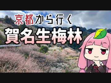 京都から行く「賀名生梅林」～奈良三大梅林～