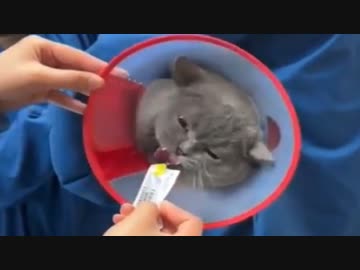 ホモと見るちゅーるを舐めながら注射される猫