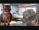 【猫ミーム】子猫を飼い始めてしばらく経った話｜びびちゃんねる