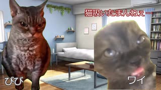 【猫ミーム】子猫を飼い始めてしばらく経った話｜びびちゃんねる