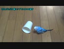 セキセイインコのくう  コロコロ遊び 20240229,0303