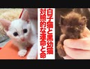 白い子猫と黒い幼猫、対照的な運命のいのちたち