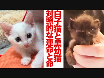 白い子猫と黒い幼猫、対照的な運命のいのちたち