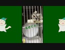【 #フクロモモンガ 】パパが朝散歩してくれる日常！【 #おはモモンガ 】