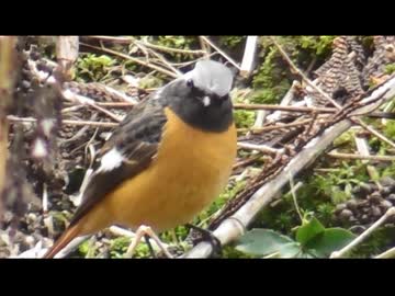 寝ても覚めてもリスと鳥を眺める　3/3