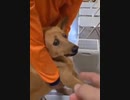 ホモと見るケツに体温計を入れられる犬