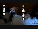 「やられたらやり返す！」妹たちに仕返しする長男【子猫のかわいい報復】