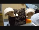 【昆虫】廃菌床から生えてきたキノコを食べてみた【動画】