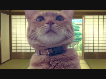 【猫ミーム】好き嫌い