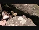 庭の石垣の間にヘビ これヤマカガシ？