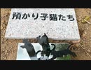 黒い保護幼猫たち、短い生涯を閉じたその後