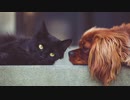 【トラック提供】Intimate Friends
