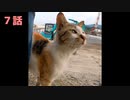 【ショート】母猫との出会い～保護～妊娠疑惑【第7話】