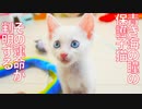 マリンブルーの瞳の子猫、思わぬ事態が判明する