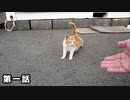 野良猫と仲良くなったら友達を紹介してくれた【野良猫～保護～出産～子猫成長 第1話】
