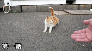 野良猫と仲良くなったら友達を紹介してくれた【野良猫～保護～出産～子猫成長 第1話】