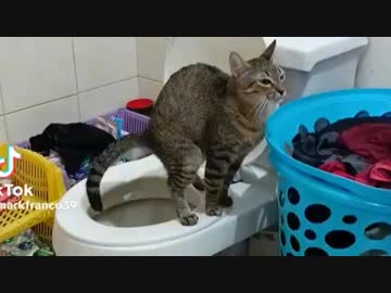 ホモと見る賢すぎる猫