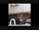 【ショート】野良猫はローリングしながら転んだ