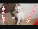 食う寝る遊ぶの保護子猫姉弟、新たな遊びを開発する