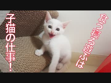 食う寝る遊ぶの保護子猫姉弟、新たな遊びを開発する