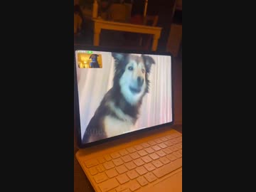 ホモと見るオンライン会議する犬