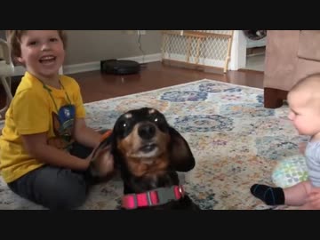 ホモと見るどうしても自分が主役になりたい犬