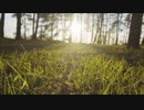 Green Grass Grows In A Pine Forest At Sunset