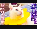 生ける宝石珍獣、聴覚障碍の検証を試みる