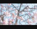 また思い出す春に/prtv_1